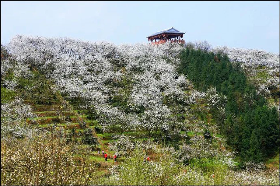 【春天，广西桂林灌阳县向您发出邀请！】我们在灌阳看梨花 - 游山玩水 - 临夏生活社区 - 临夏28生活网 linxia.28life.net