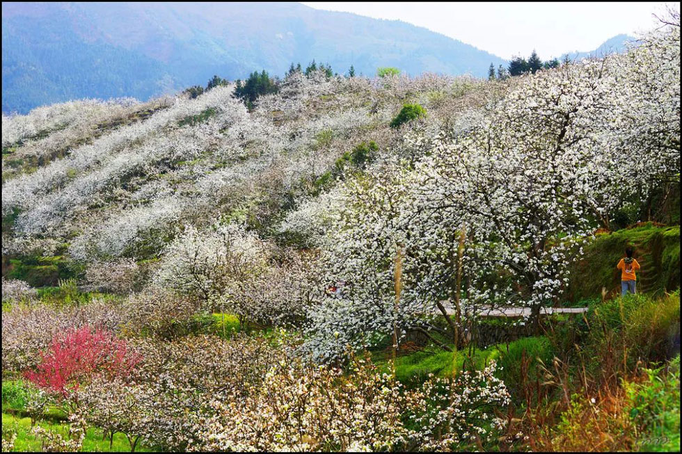 【春天，广西桂林灌阳县向您发出邀请！】我们在灌阳看梨花 - 游山玩水 - 临夏生活社区 - 临夏28生活网 linxia.28life.net