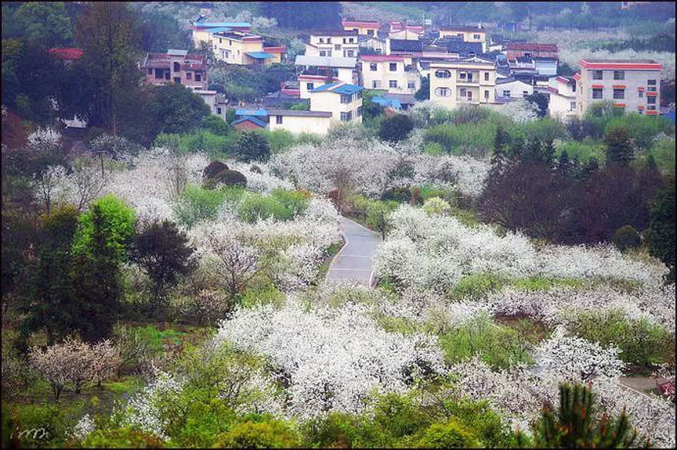 【春天，广西桂林灌阳县向您发出邀请！】我们在灌阳看梨花 - 游山玩水 - 临夏生活社区 - 临夏28生活网 linxia.28life.net
