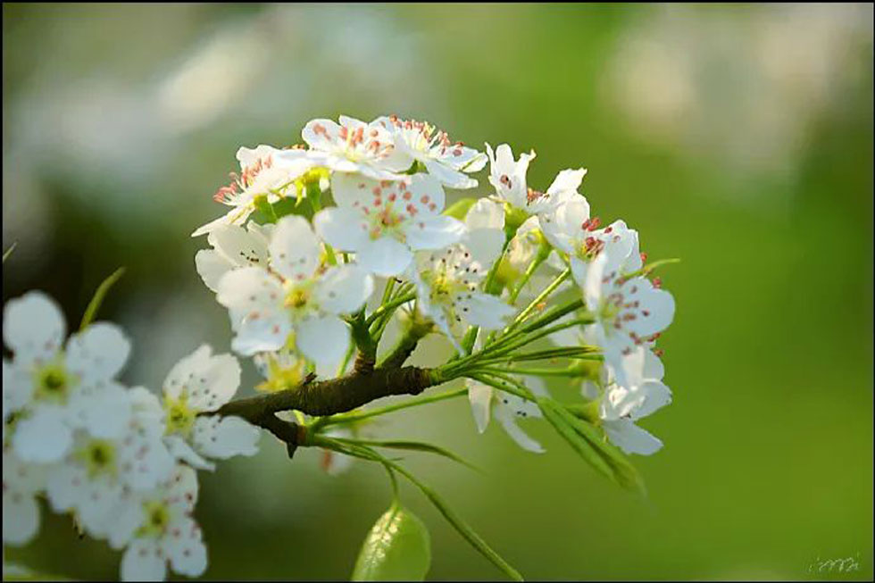 【春天，广西桂林灌阳县向您发出邀请！】我们在灌阳看梨花 - 游山玩水 - 临夏生活社区 - 临夏28生活网 linxia.28life.net