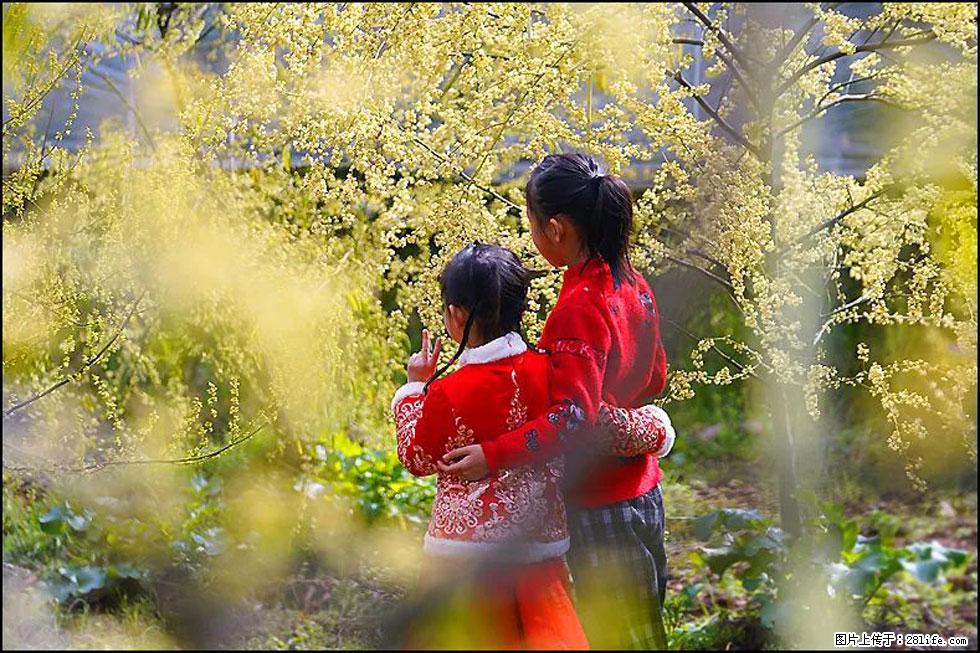 【春天，广西桂林灌阳县向您发出邀请！】米珠山前有片山苍子花在飘香 - 游山玩水 - 临夏生活社区 - 临夏28生活网 linxia.28life.net
