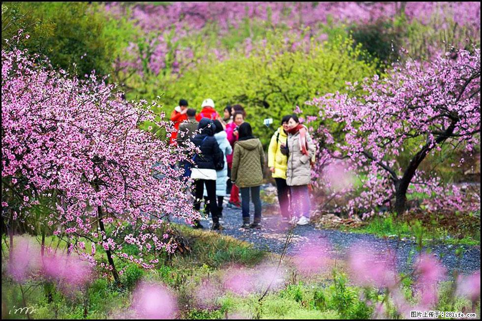 【春天，广西桂林灌阳县向您发出邀请！】官庄村有个醉美的桃花园 - 游山玩水 - 临夏生活社区 - 临夏28生活网 linxia.28life.net