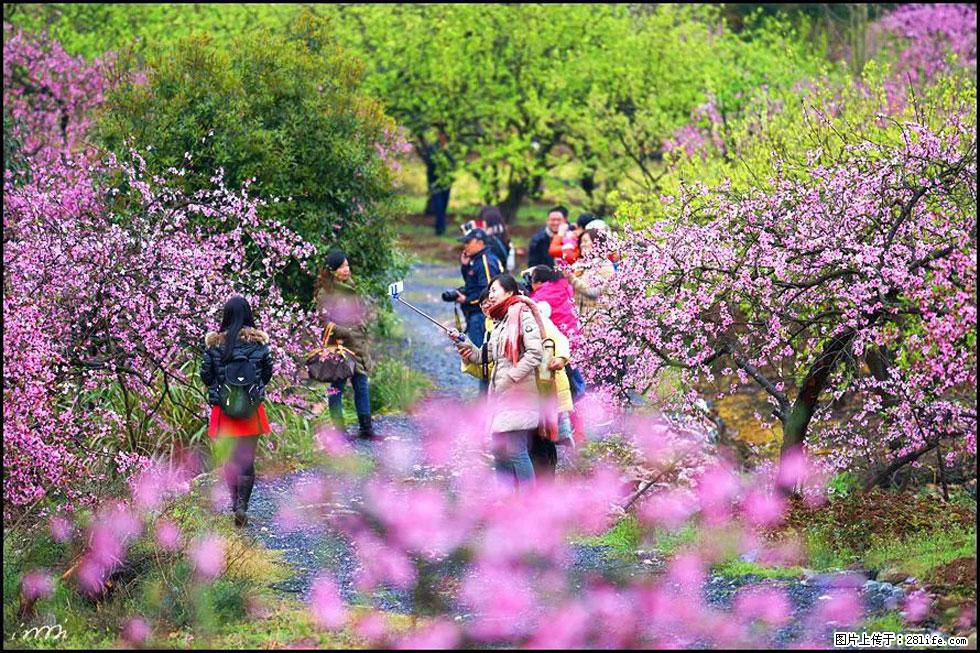 【春天，广西桂林灌阳县向您发出邀请！】官庄村有个醉美的桃花园 - 游山玩水 - 临夏生活社区 - 临夏28生活网 linxia.28life.net