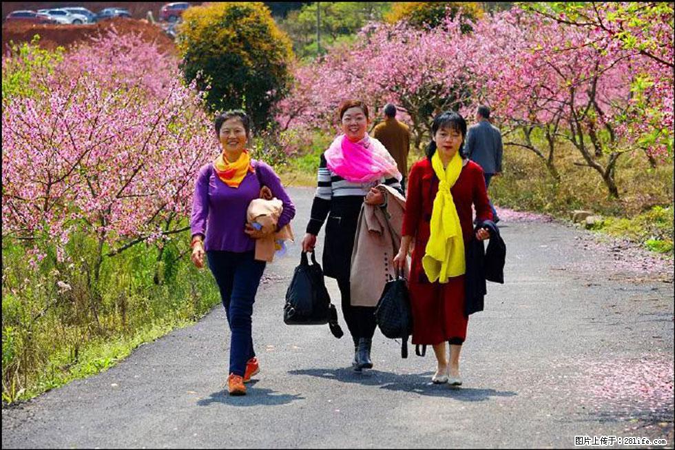 【春天，广西桂林灌阳县向您发出邀请！】官庄村有个醉美的桃花园 - 游山玩水 - 临夏生活社区 - 临夏28生活网 linxia.28life.net