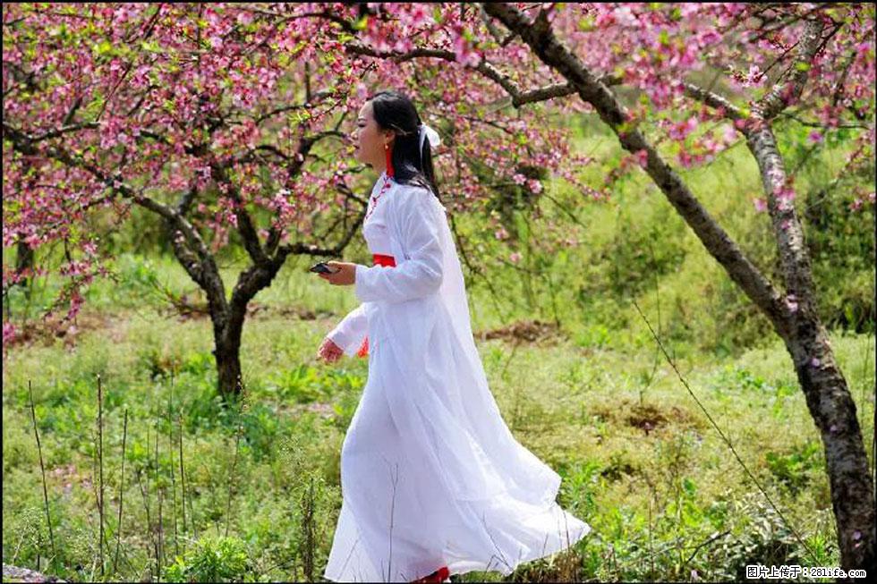 【春天，广西桂林灌阳县向您发出邀请！】官庄村有个醉美的桃花园 - 游山玩水 - 临夏生活社区 - 临夏28生活网 linxia.28life.net