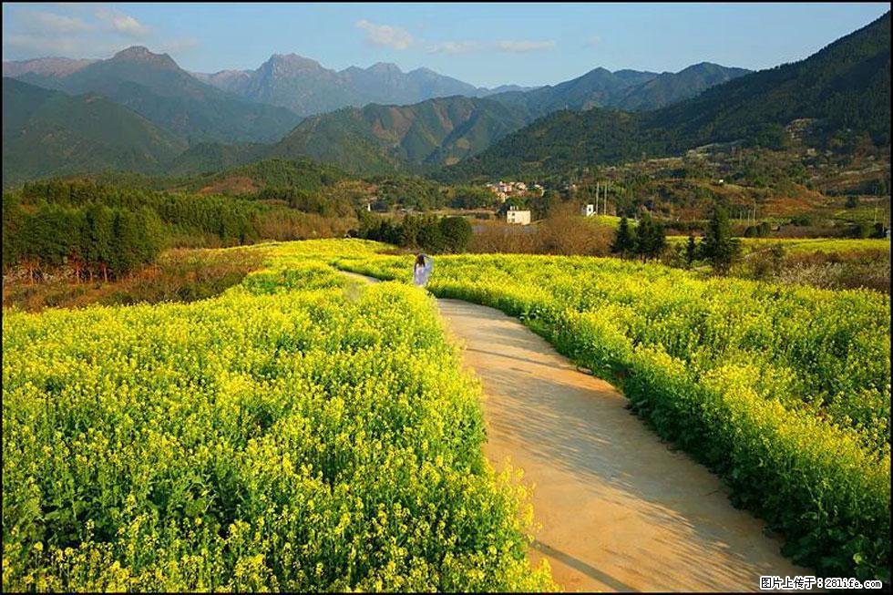 【春天，广西桂林灌阳县向您发出邀请！】长坪村油菜盛情花开 - 游山玩水 - 临夏生活社区 - 临夏28生活网 linxia.28life.net