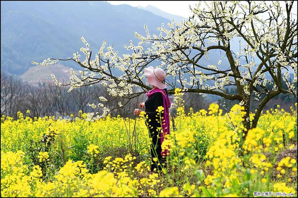 【春天，广西桂林灌阳县向您发出邀请！】长坪村油菜盛情花开 - 游山玩水 - 临夏生活社区 - 临夏28生活网 linxia.28life.net