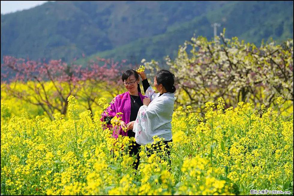 【春天，广西桂林灌阳县向您发出邀请！】长坪村油菜盛情花开 - 游山玩水 - 临夏生活社区 - 临夏28生活网 linxia.28life.net