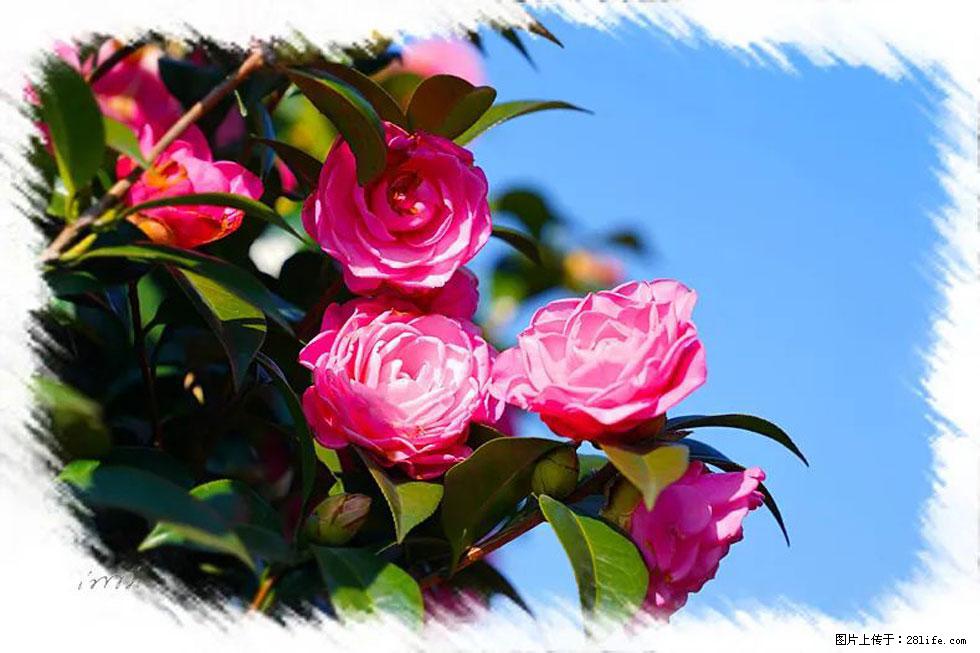 【春天，广西桂林灌阳县向您发出邀请！】杨柳井茶花惹人爱 - 游山玩水 - 临夏生活社区 - 临夏28生活网 linxia.28life.net