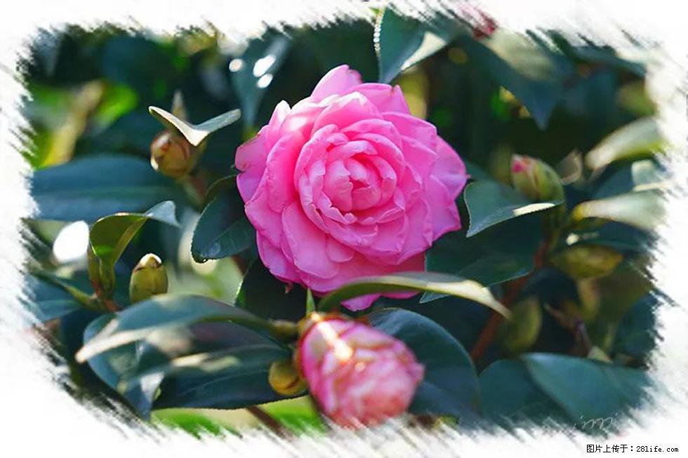 【春天，广西桂林灌阳县向您发出邀请！】杨柳井茶花惹人爱 - 游山玩水 - 临夏生活社区 - 临夏28生活网 linxia.28life.net