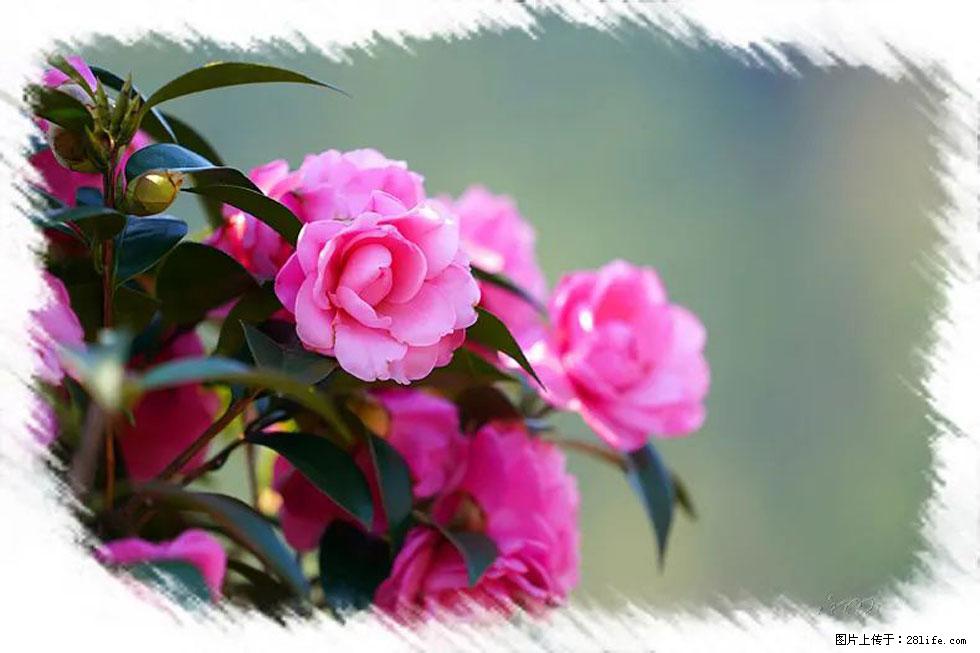【春天，广西桂林灌阳县向您发出邀请！】杨柳井茶花惹人爱 - 游山玩水 - 临夏生活社区 - 临夏28生活网 linxia.28life.net