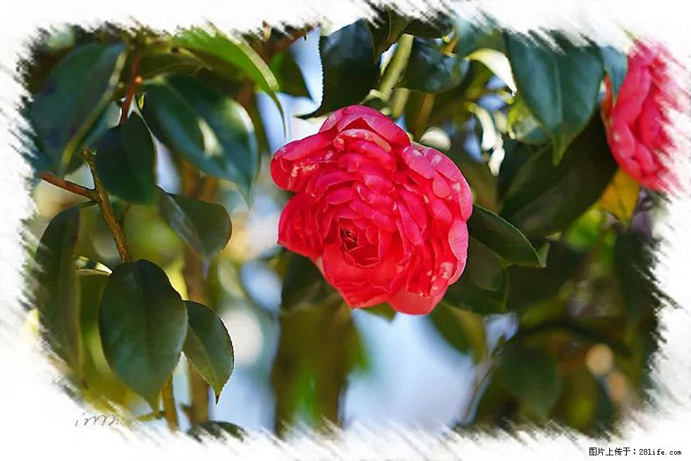 【春天，广西桂林灌阳县向您发出邀请！】杨柳井茶花惹人爱 - 游山玩水 - 临夏生活社区 - 临夏28生活网 linxia.28life.net