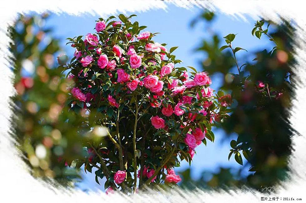 【春天，广西桂林灌阳县向您发出邀请！】杨柳井茶花惹人爱 - 游山玩水 - 临夏生活社区 - 临夏28生活网 linxia.28life.net