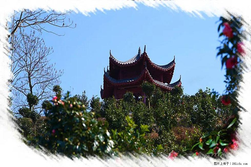 【春天，广西桂林灌阳县向您发出邀请！】杨柳井茶花惹人爱 - 游山玩水 - 临夏生活社区 - 临夏28生活网 linxia.28life.net