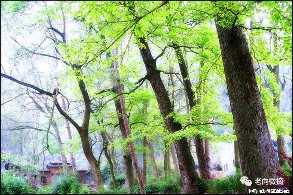 【春天，广西桂林灌阳县向您发出邀请！】在小龙村与春天约会 - 游山玩水 - 临夏生活社区 - 临夏28生活网 linxia.28life.net