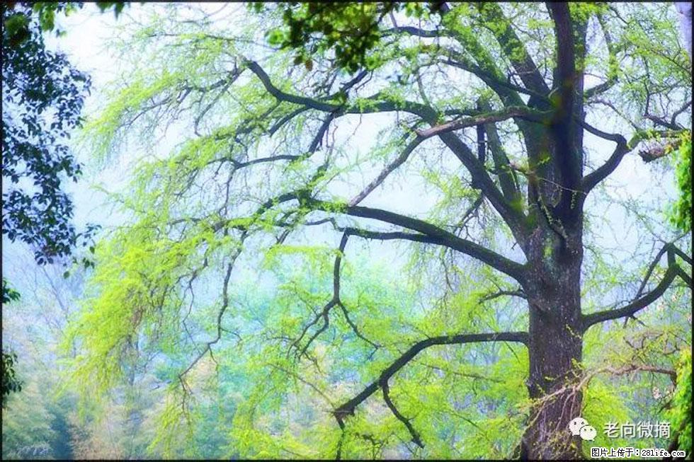 【春天，广西桂林灌阳县向您发出邀请！】在小龙村与春天约会 - 游山玩水 - 临夏生活社区 - 临夏28生活网 linxia.28life.net