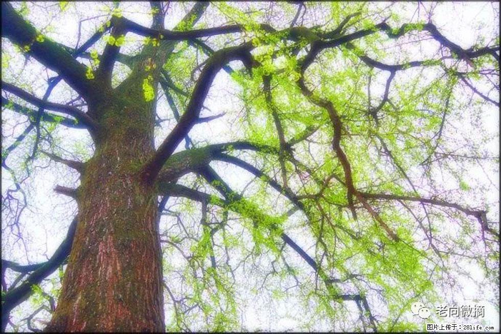 【春天，广西桂林灌阳县向您发出邀请！】在小龙村与春天约会 - 游山玩水 - 临夏生活社区 - 临夏28生活网 linxia.28life.net