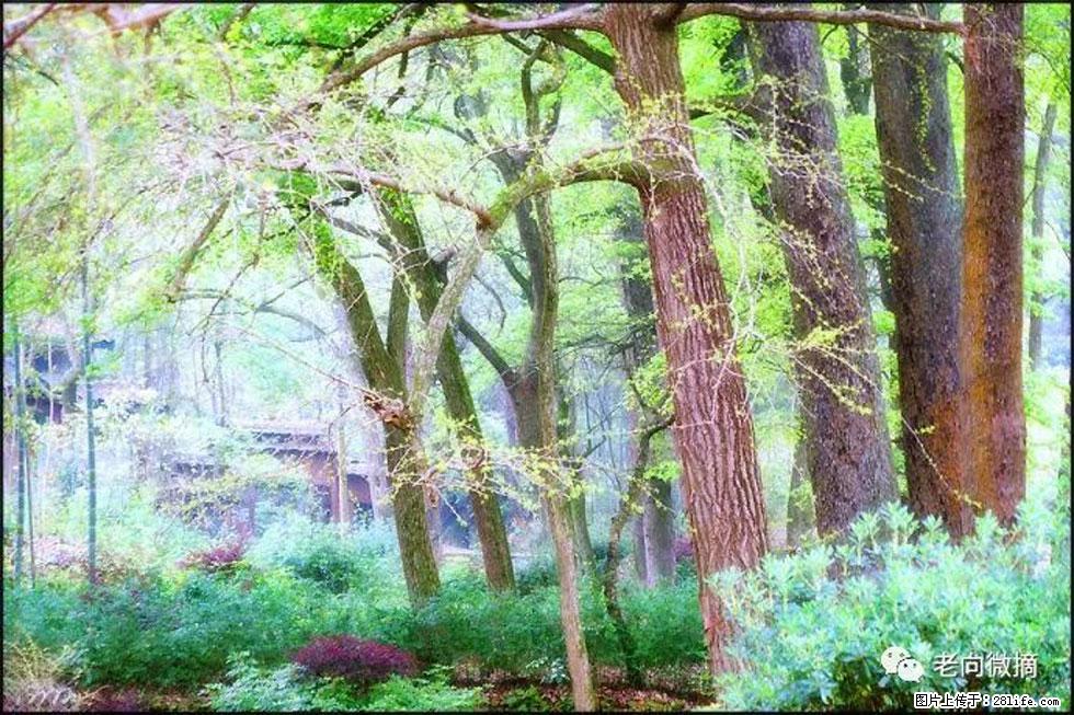 【春天，广西桂林灌阳县向您发出邀请！】在小龙村与春天约会 - 游山玩水 - 临夏生活社区 - 临夏28生活网 linxia.28life.net
