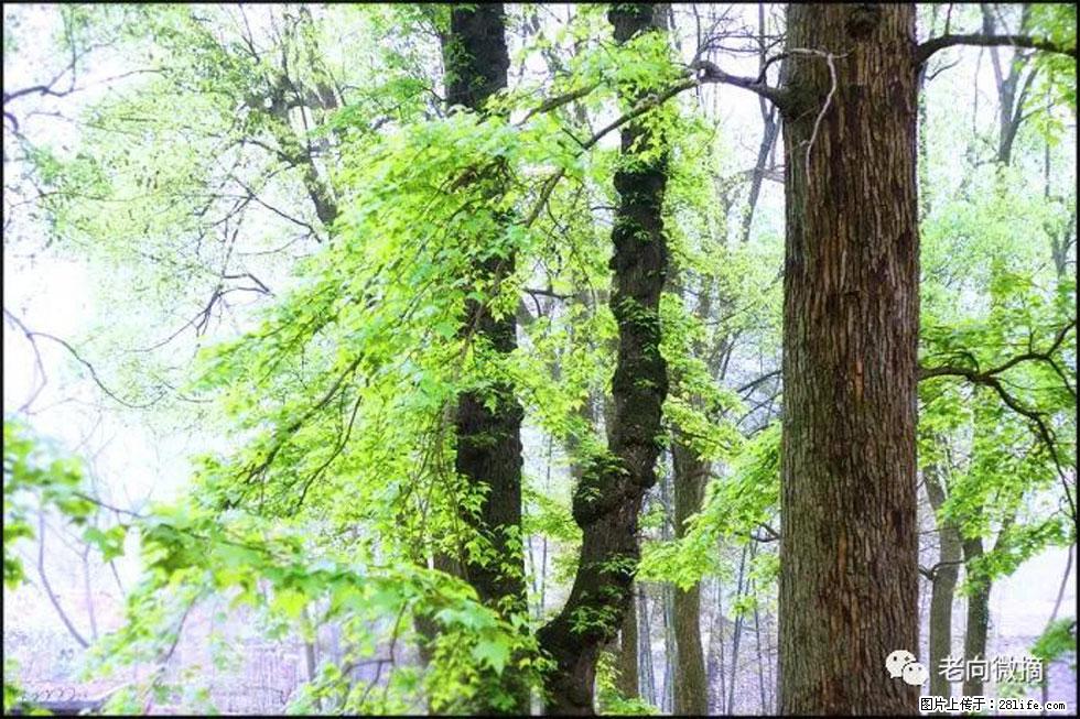 【春天，广西桂林灌阳县向您发出邀请！】在小龙村与春天约会 - 游山玩水 - 临夏生活社区 - 临夏28生活网 linxia.28life.net