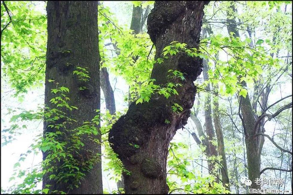 【春天，广西桂林灌阳县向您发出邀请！】在小龙村与春天约会 - 游山玩水 - 临夏生活社区 - 临夏28生活网 linxia.28life.net