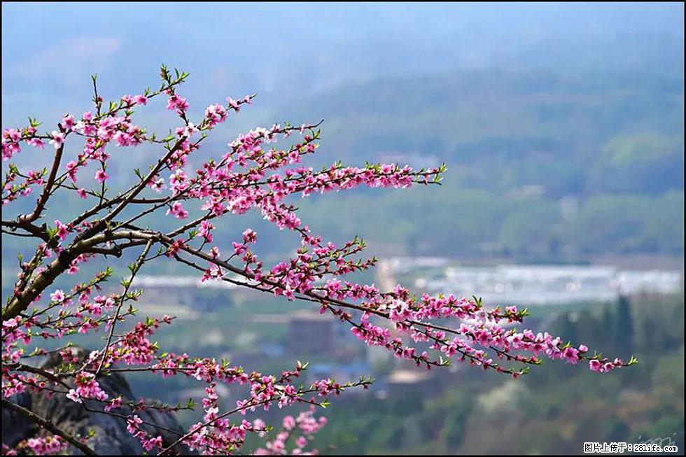 【春天，广西桂林灌阳县向您发出邀请！】望月岭上桃花开 - 游山玩水 - 临夏生活社区 - 临夏28生活网 linxia.28life.net