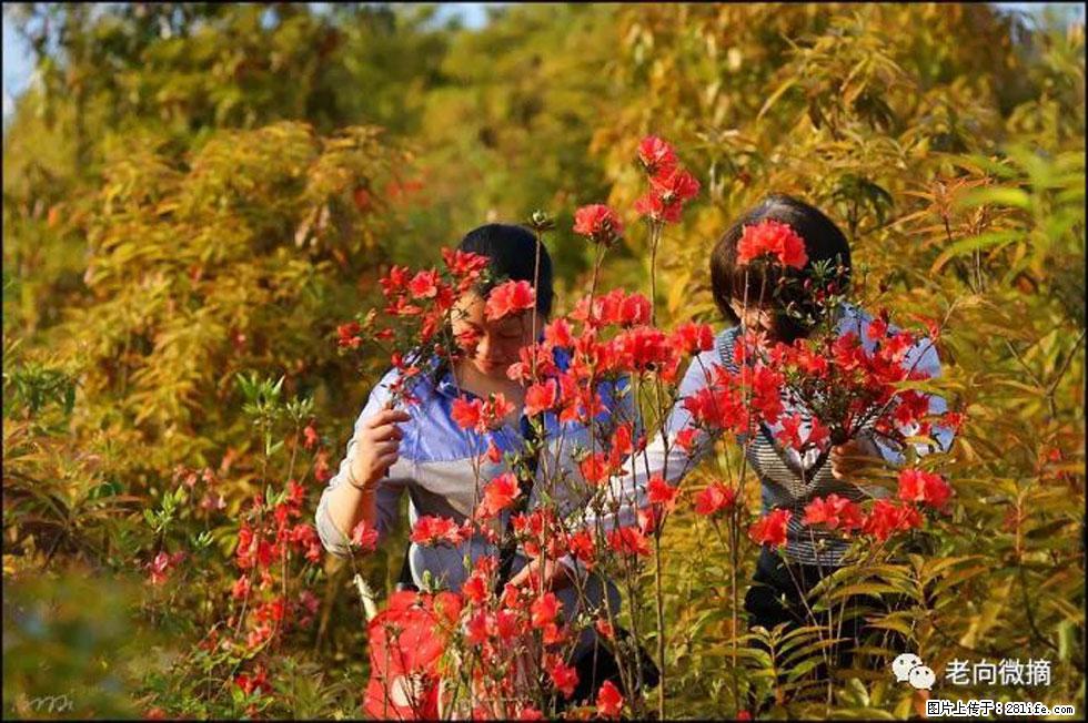 【春天，广西桂林灌阳县向您发出邀请！】登麒麟山，相约映山红 - 游山玩水 - 临夏生活社区 - 临夏28生活网 linxia.28life.net