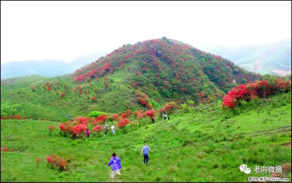 【春天，广西桂林灌阳县向您发出邀请！】宝盖山上映山红 - 游山玩水 - 临夏生活社区 - 临夏28生活网 linxia.28life.net