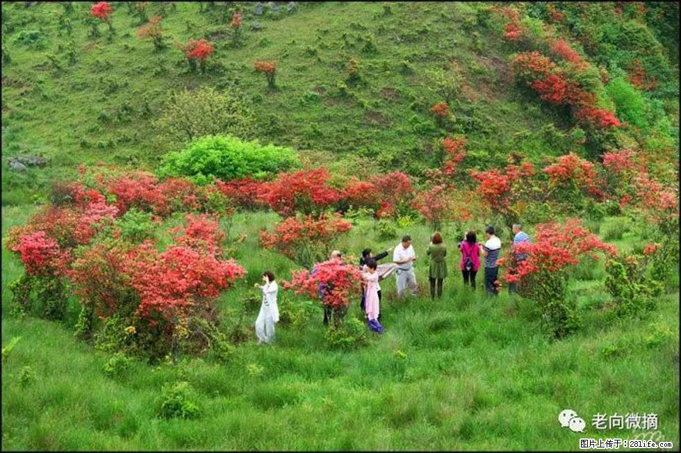 【春天，广西桂林灌阳县向您发出邀请！】宝盖山上映山红 - 游山玩水 - 临夏生活社区 - 临夏28生活网 linxia.28life.net