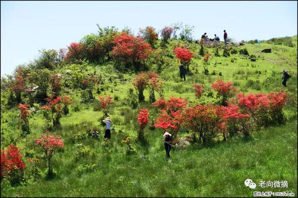 【春天，广西桂林灌阳县向您发出邀请！】宝盖山上映山红 - 游山玩水 - 临夏生活社区 - 临夏28生活网 linxia.28life.net