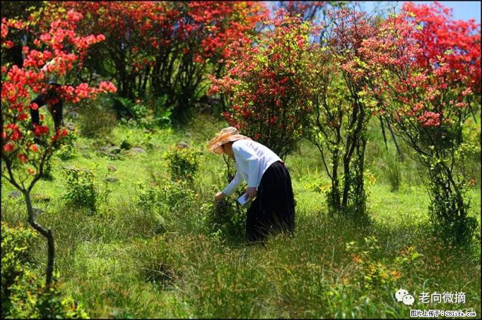 【春天，广西桂林灌阳县向您发出邀请！】宝盖山上映山红 - 游山玩水 - 临夏生活社区 - 临夏28生活网 linxia.28life.net