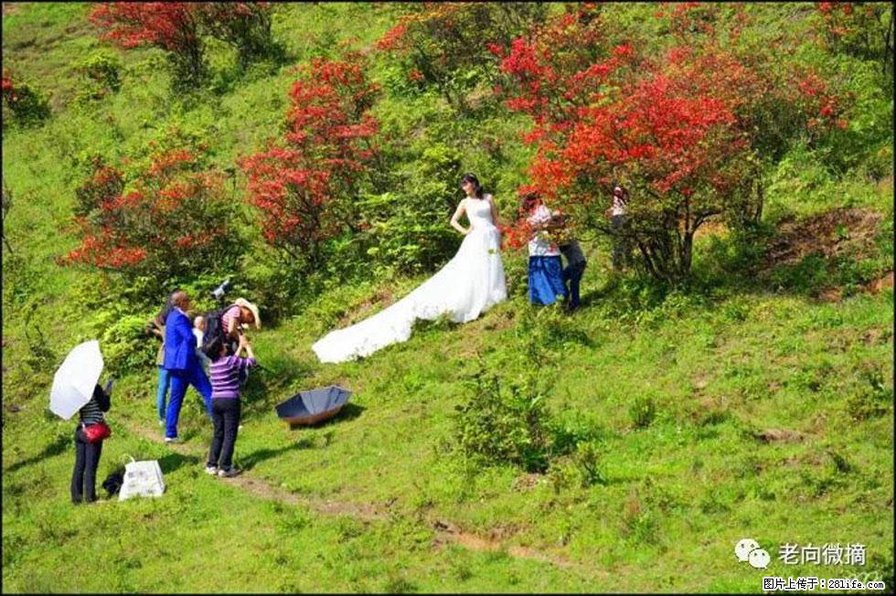 【春天，广西桂林灌阳县向您发出邀请！】宝盖山上映山红 - 游山玩水 - 临夏生活社区 - 临夏28生活网 linxia.28life.net
