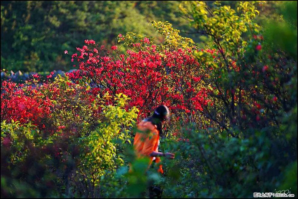 【春天,广西桂林灌阳县向您发出邀请!】春木界上映山红 - 游山玩水 - 临夏生活社区 - 临夏28生活网 linxia.28life.net