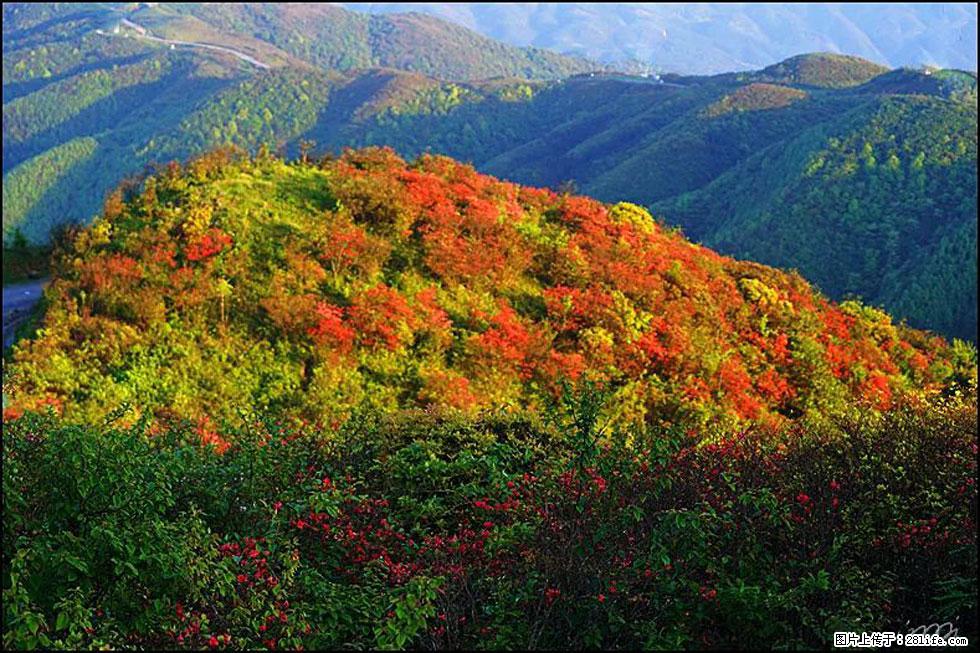 【春天,广西桂林灌阳县向您发出邀请!】春木界上映山红 - 游山玩水 - 临夏生活社区 - 临夏28生活网 linxia.28life.net