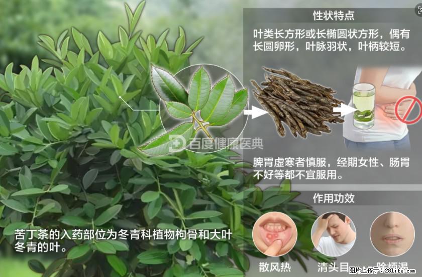 苦丁茶有哪些功效和作用 - 生活百科 - 临夏生活社区 - 临夏28生活网 linxia.28life.net