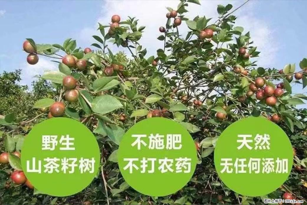 【灌阳县油茶产业示范区】一个有着充实的精神生活的人，对待身外之物自会有一种淡泊的态度 - 美食天地 - 临夏生活社区 - 临夏28生活网 linxia.28life.net