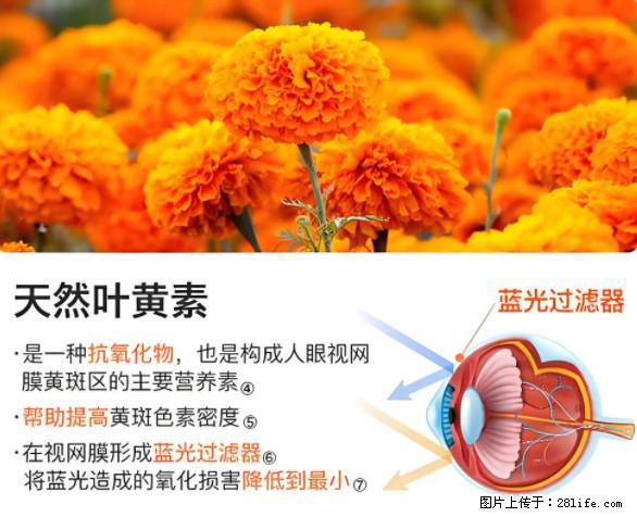 叶黄素有什么功效和作用 - 生活百科 - 临夏生活社区 - 临夏28生活网 linxia.28life.net