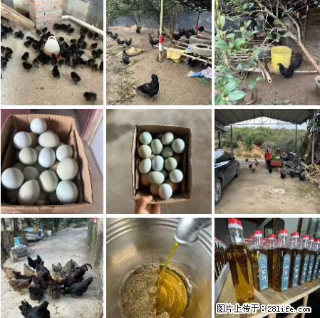 油茶园从小鸡仔开始养起的纯土鸡、土鸡蛋可以预定啦！还有前几天刚榨的纯山茶油哦 - 美食天地 - 临夏生活社区 - 临夏28生活网 linxia.28life.net