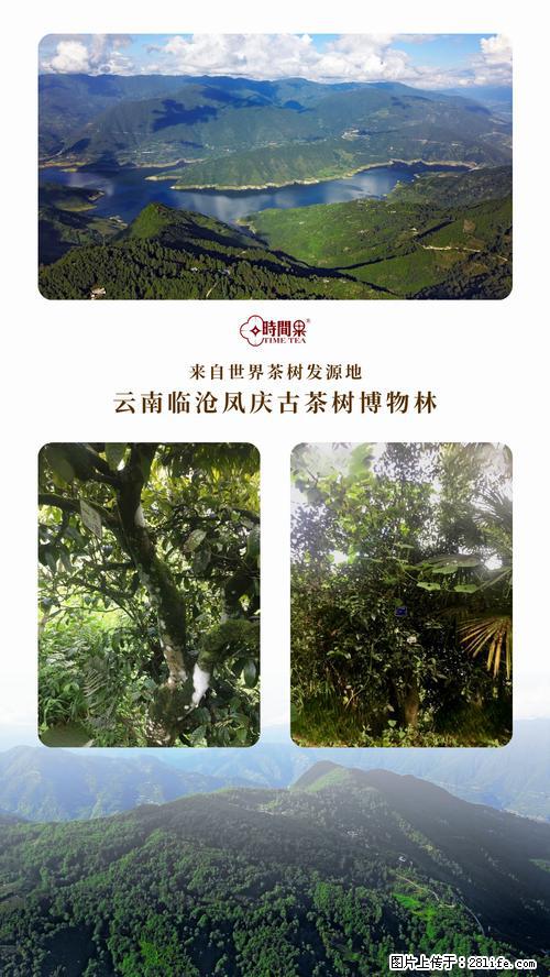 时间果百年古树2025年春红茶 - 购物交流 - 临夏生活社区 - 临夏28生活网 linxia.28life.net