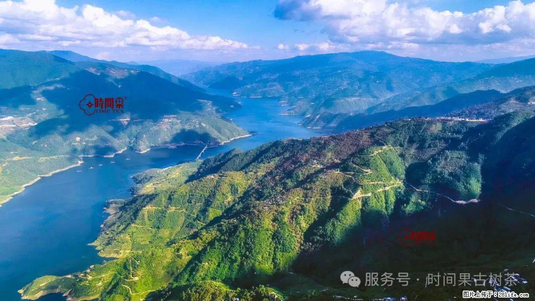 时间果百年古树龙珠普洱生茶 - 购物交流 - 临夏生活社区 - 临夏28生活网 linxia.28life.net