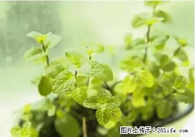 晕车、脚气、牙齿变黄、皮肤粗糙？学会这些三分钟搞定！ - 临夏生活资讯 - 临夏28生活网 linxia.28life.net