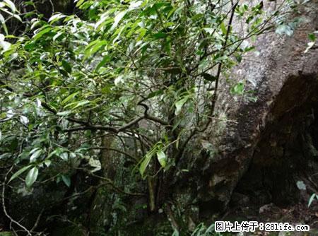 平乐石崖茶，珍贵仅次于金花茶 - 临夏生活资讯 - 临夏28生活网 linxia.28life.net