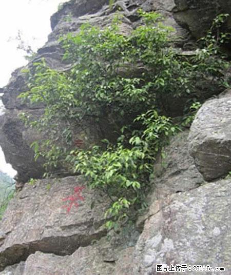 平乐石崖茶，珍贵仅次于金花茶 - 临夏生活资讯 - 临夏28生活网 linxia.28life.net