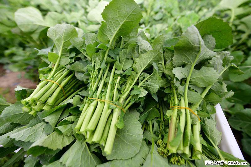 这些蔬菜是“天然钙片”，这6种被医生重点推荐 - 临夏生活资讯 - 临夏28生活网 linxia.28life.net